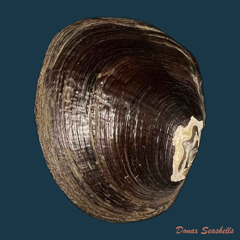 coelatura-kunenensis-mousson-1888-57-9-copia
