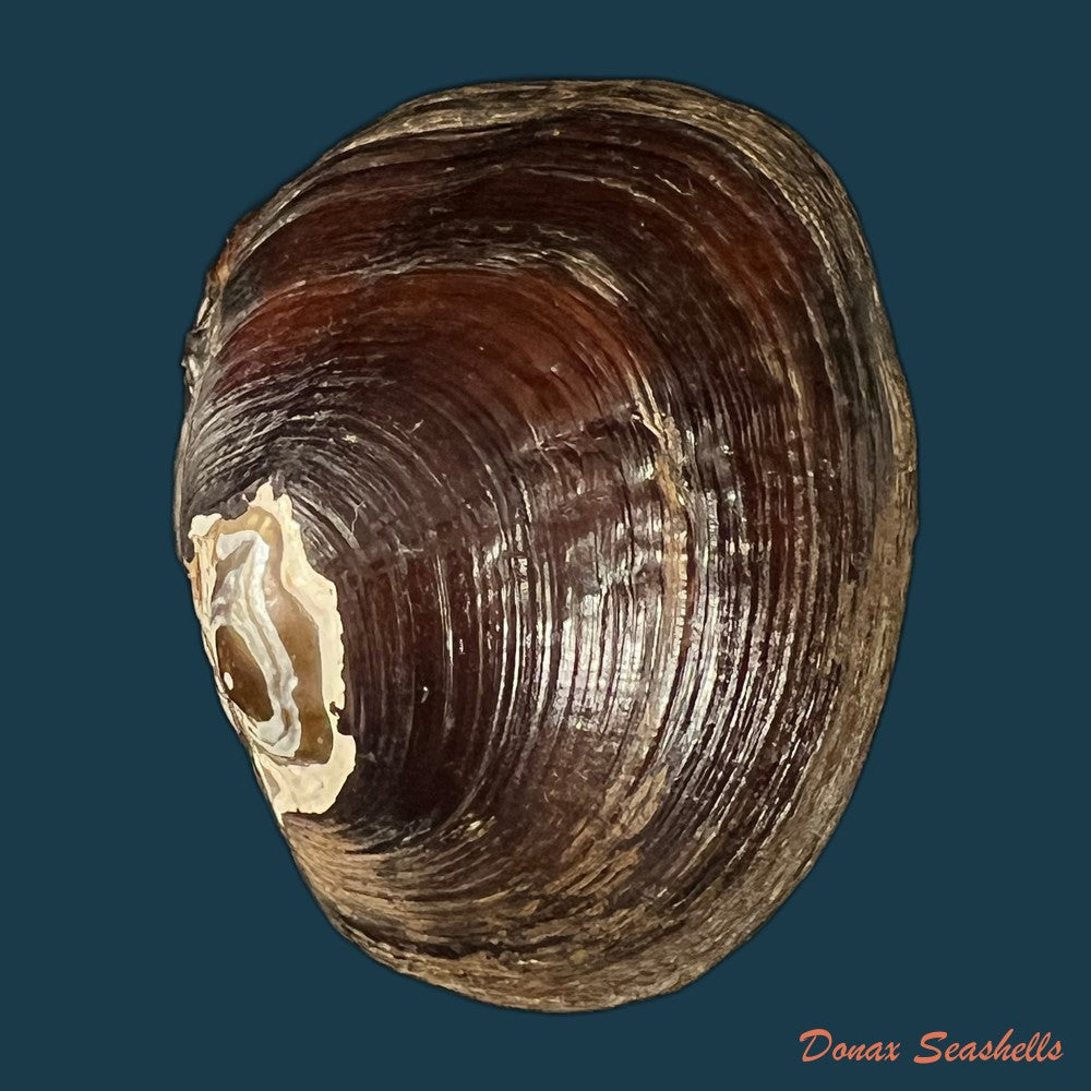 coelatura-kunenensis-mousson-1888-57-9-copia
