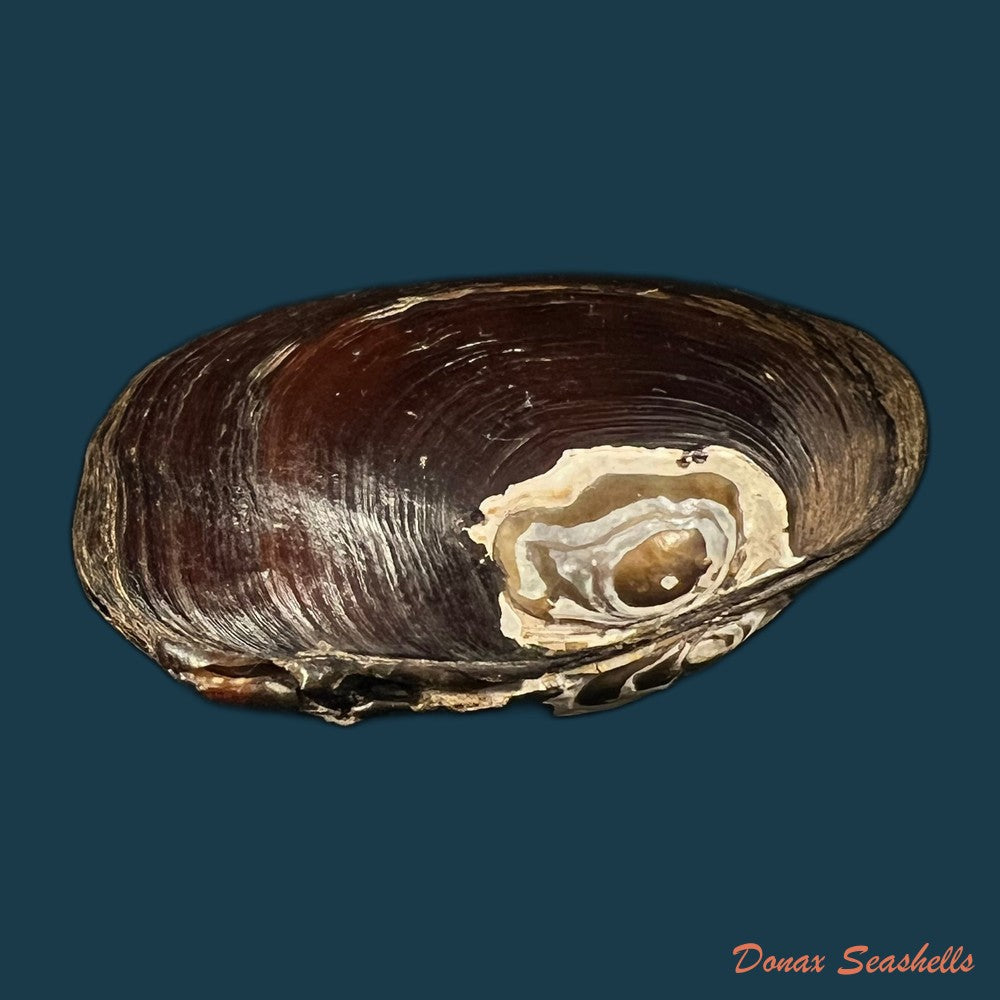 coelatura-kunenensis-mousson-1888-57-9-copia