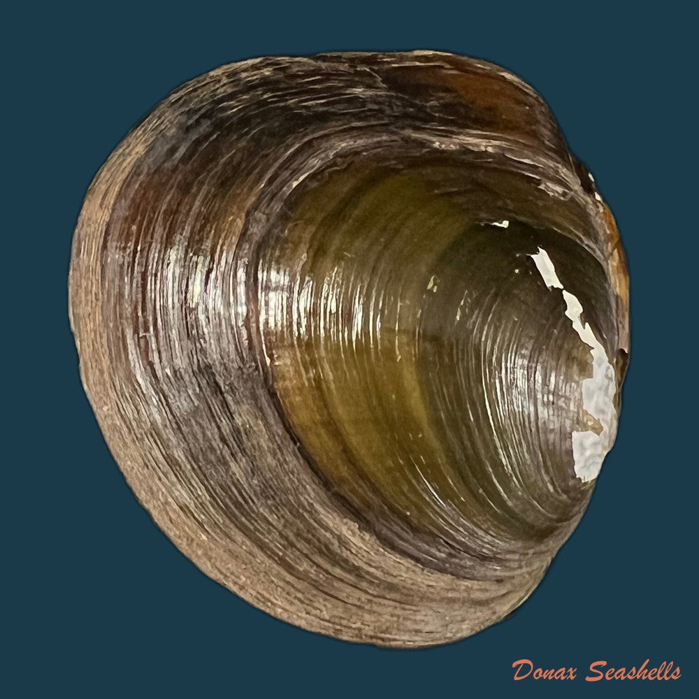 coelatura-kunenensis-mousson-1888-58-6mm-copia