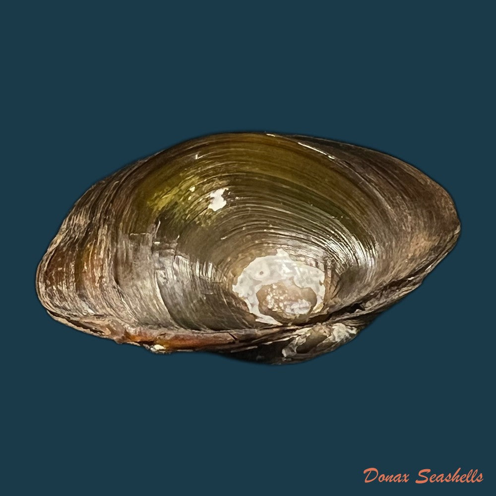 coelatura-kunenensis-mousson-1888-58-6mm-copia