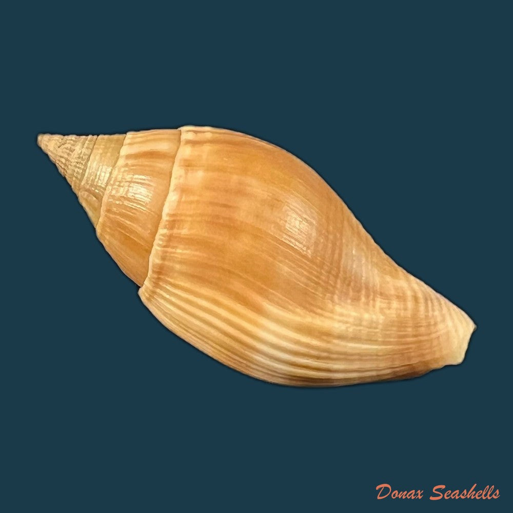 colubraria-testacea-morch-1877-48-5mm-copia