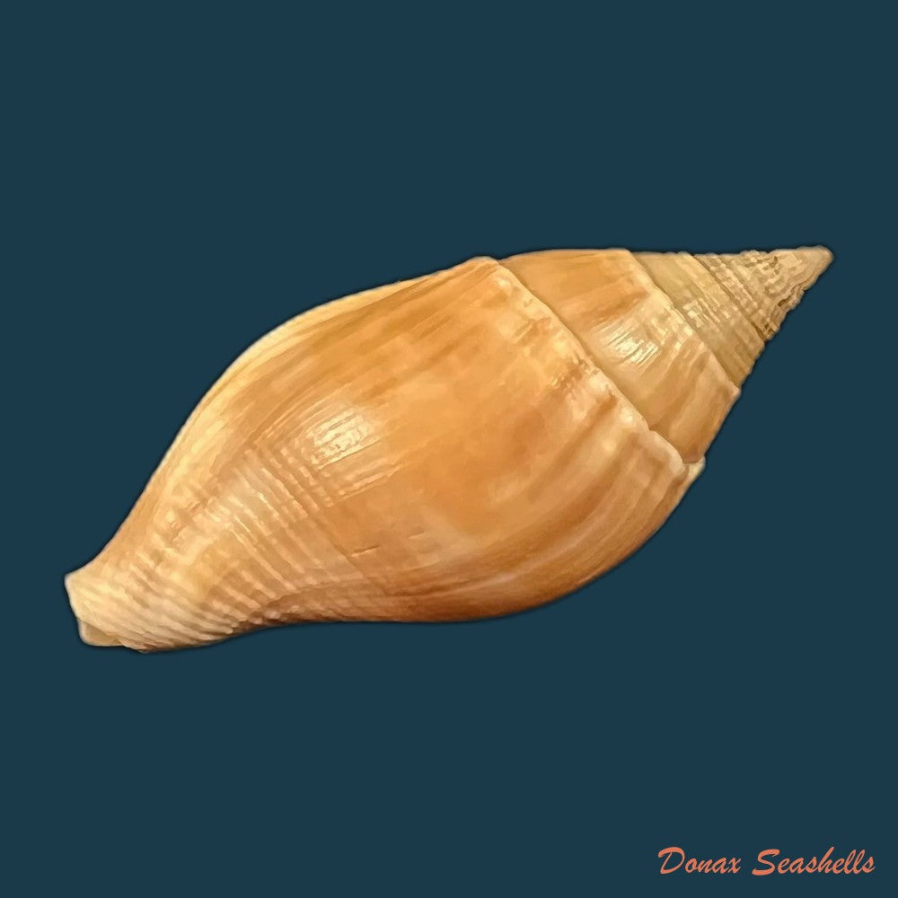 colubraria-testacea-morch-1877-48-5mm-copia