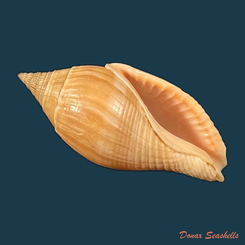 colubraria-testacea-morch-1877-48-5mm-copia