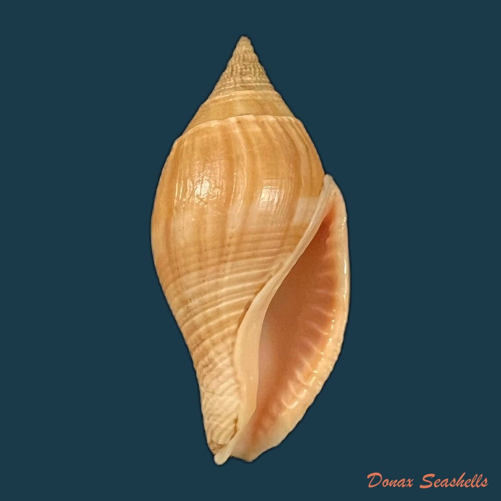 colubraria-testacea-morch-1877-48-5mm-copia