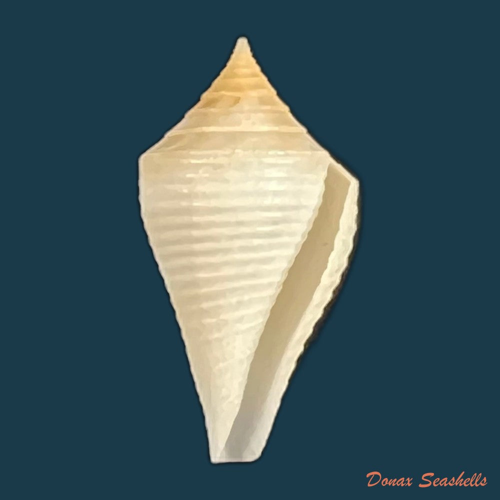 conasprella-bajanensis-nowell-usticke-1968-28-4mm-copia