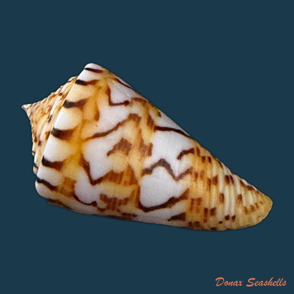 conasprella-centurio-born-1778-73-8mm-copia-1