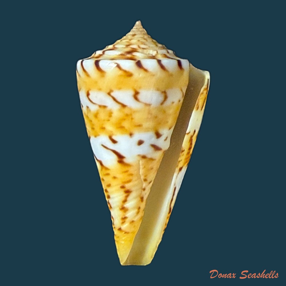 conasprella-centurio-born-1778-73-8mm-copia-1