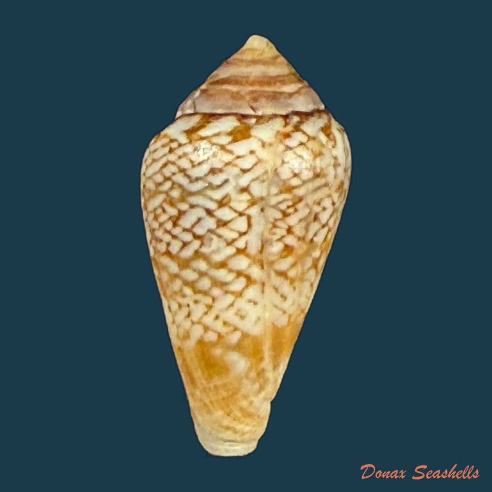 conasprella-centurio-born-1778-73-8mm-copia