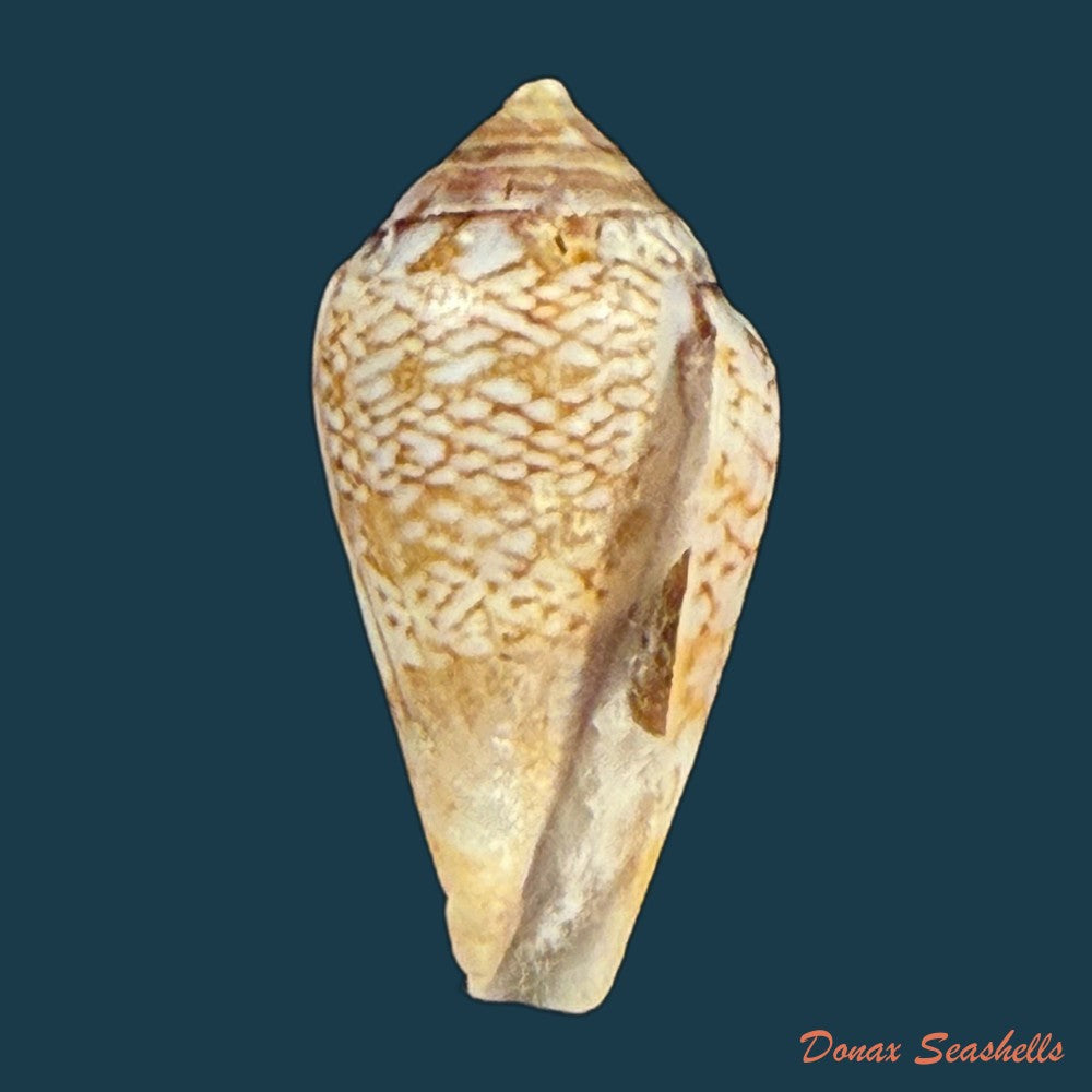 conasprella-centurio-born-1778-73-8mm-copia