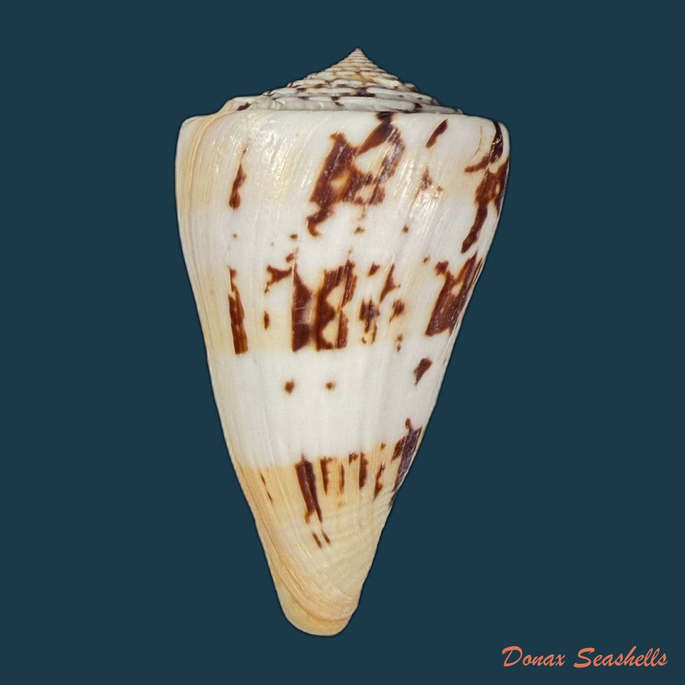 conasprella-centurio-born-1778-77-7mm-copia