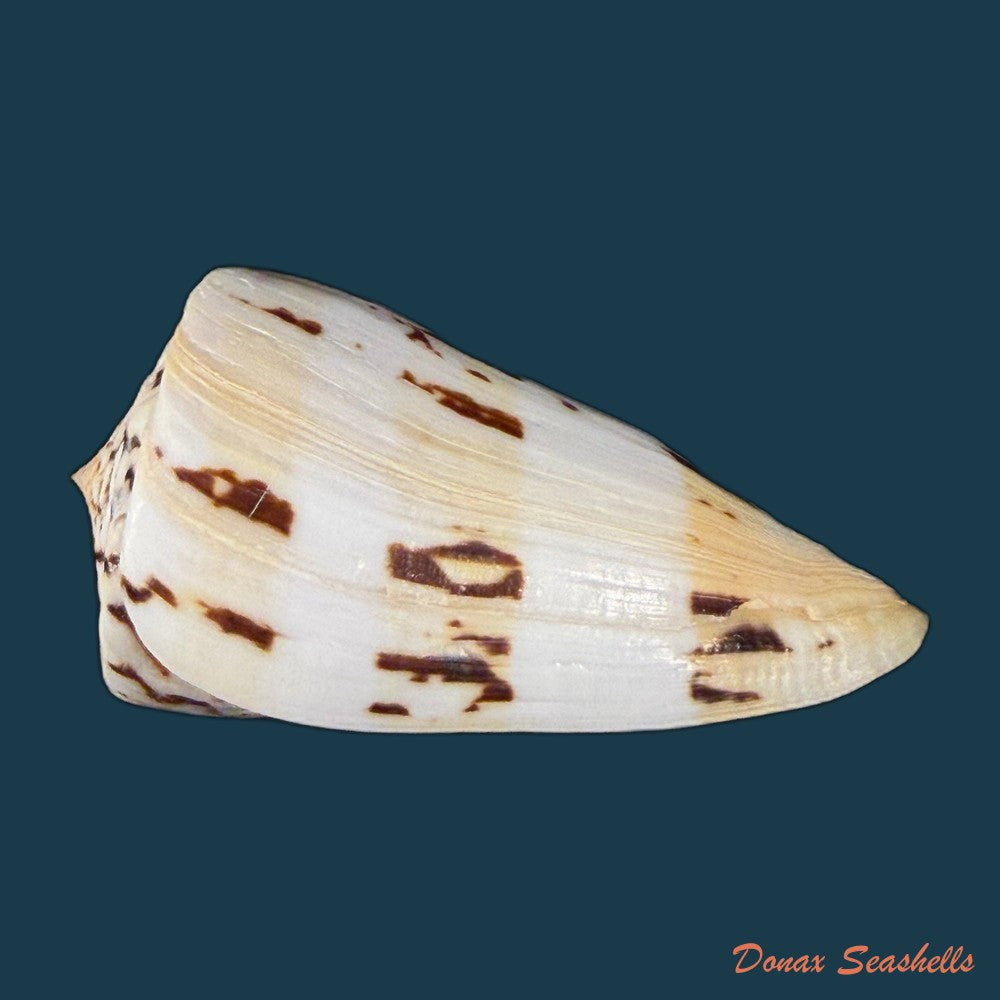 conasprella-centurio-born-1778-77-7mm-copia