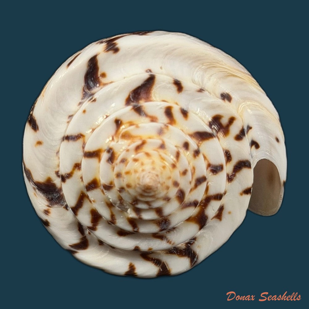 conasprella-centurio-born-1778-77-7mm-copia