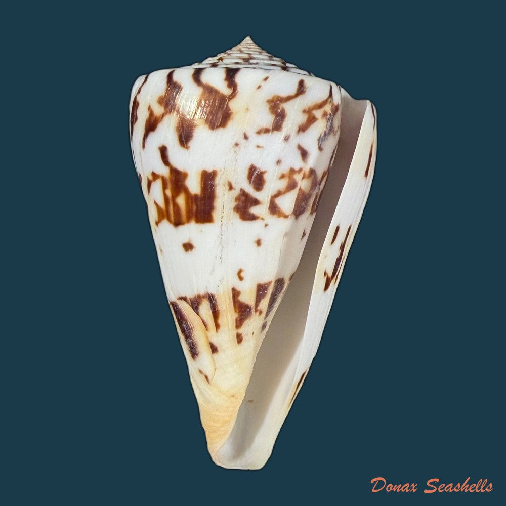 conasprella-centurio-born-1778-77-7mm-copia