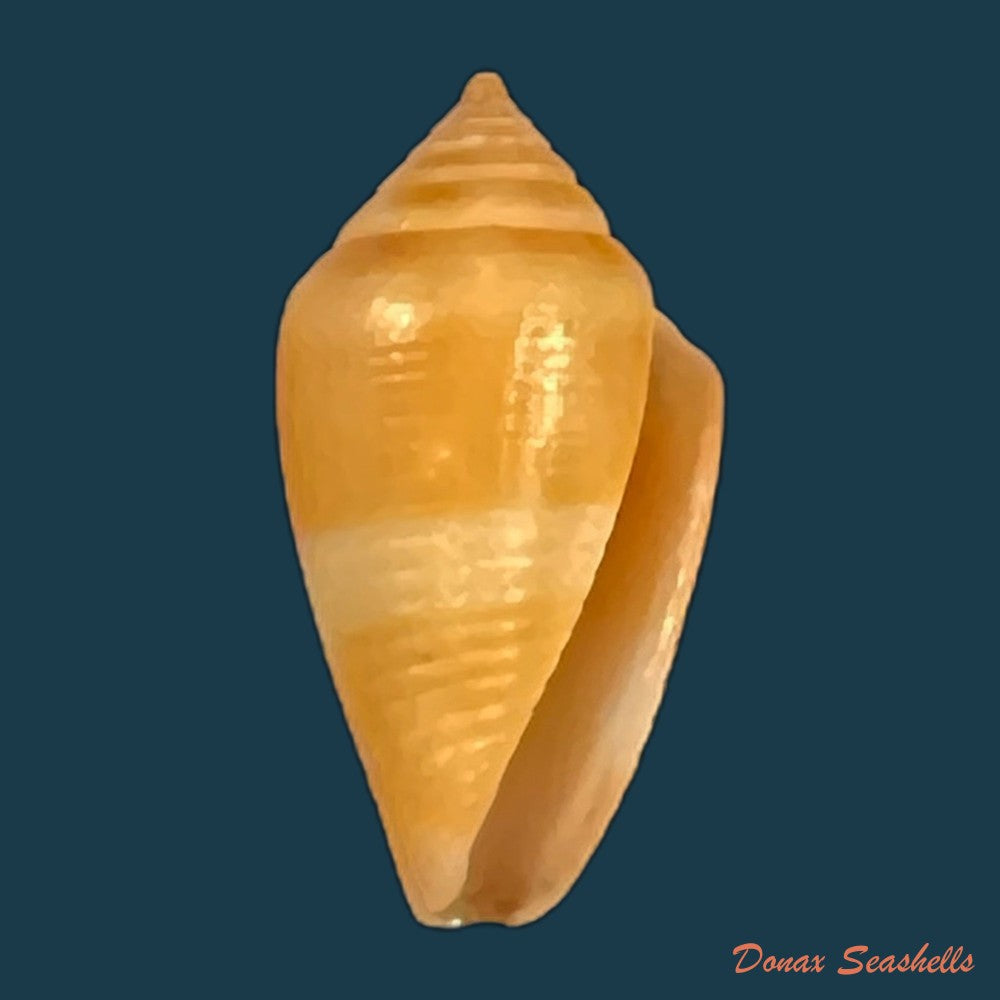conasprella-damasoi-gray-1839-16-1mm-copia