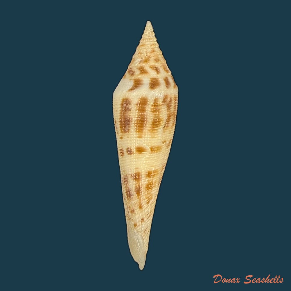 conasprella-edpetuchi-monier-l-r-beschauer-2015-51mm-copia