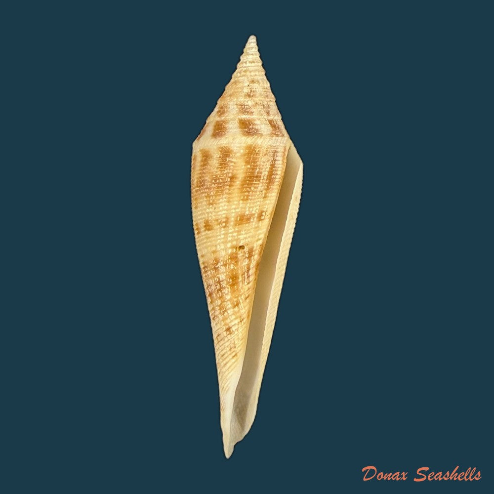 conasprella-edpetuchi-monier-l-r-beschauer-2015-51mm-copia