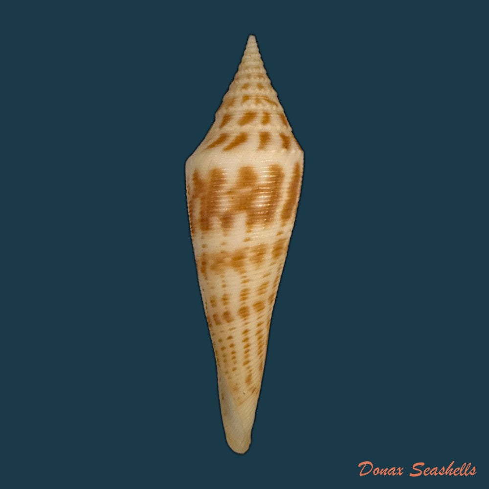 conasprella-edpetuchi-monier-l-r-beschauer-2015-56mm-copia