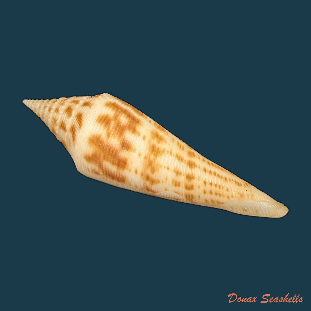 conasprella-edpetuchi-monier-l-r-beschauer-2015-56mm-copia
