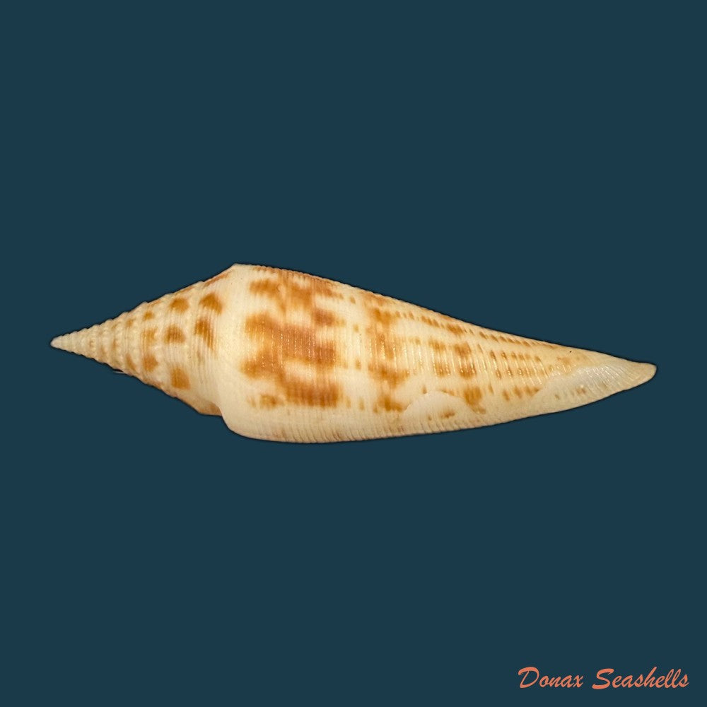 conasprella-edpetuchi-monier-l-r-beschauer-2015-56mm-copia