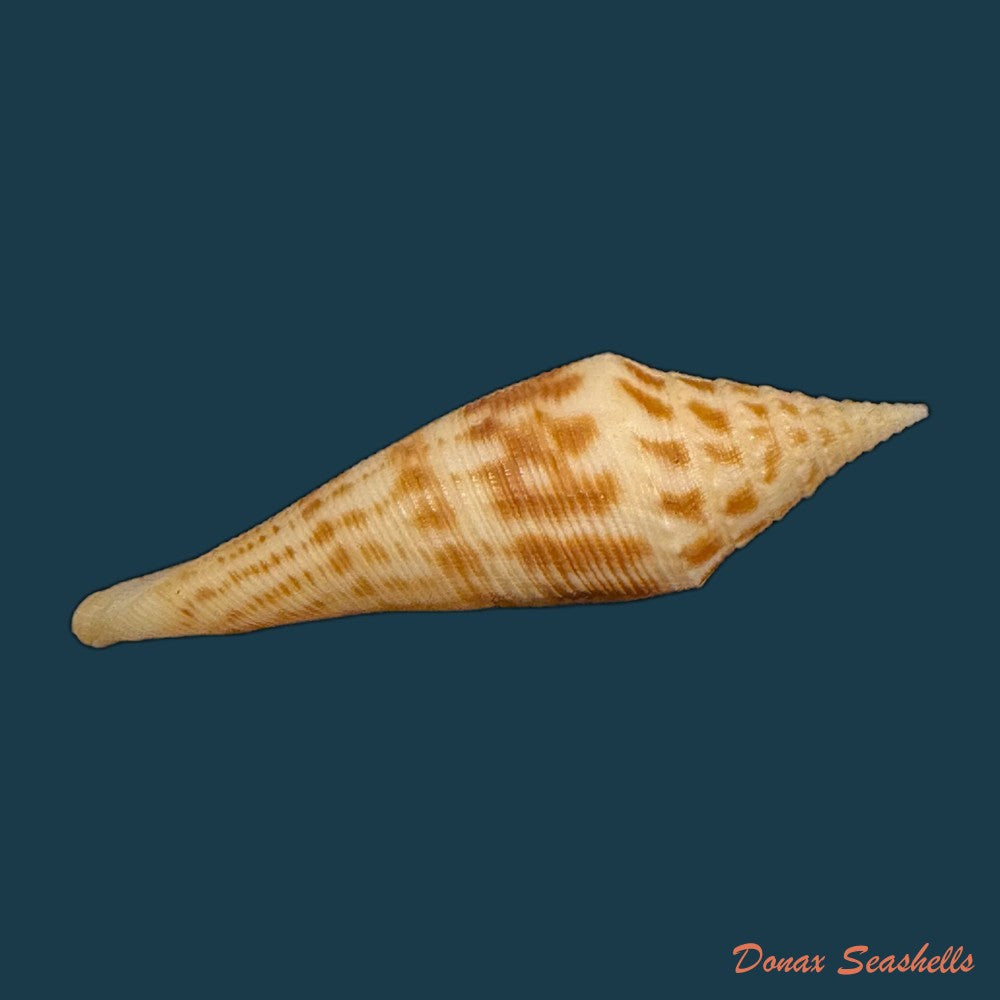 conasprella-edpetuchi-monier-l-r-beschauer-2015-56mm-copia