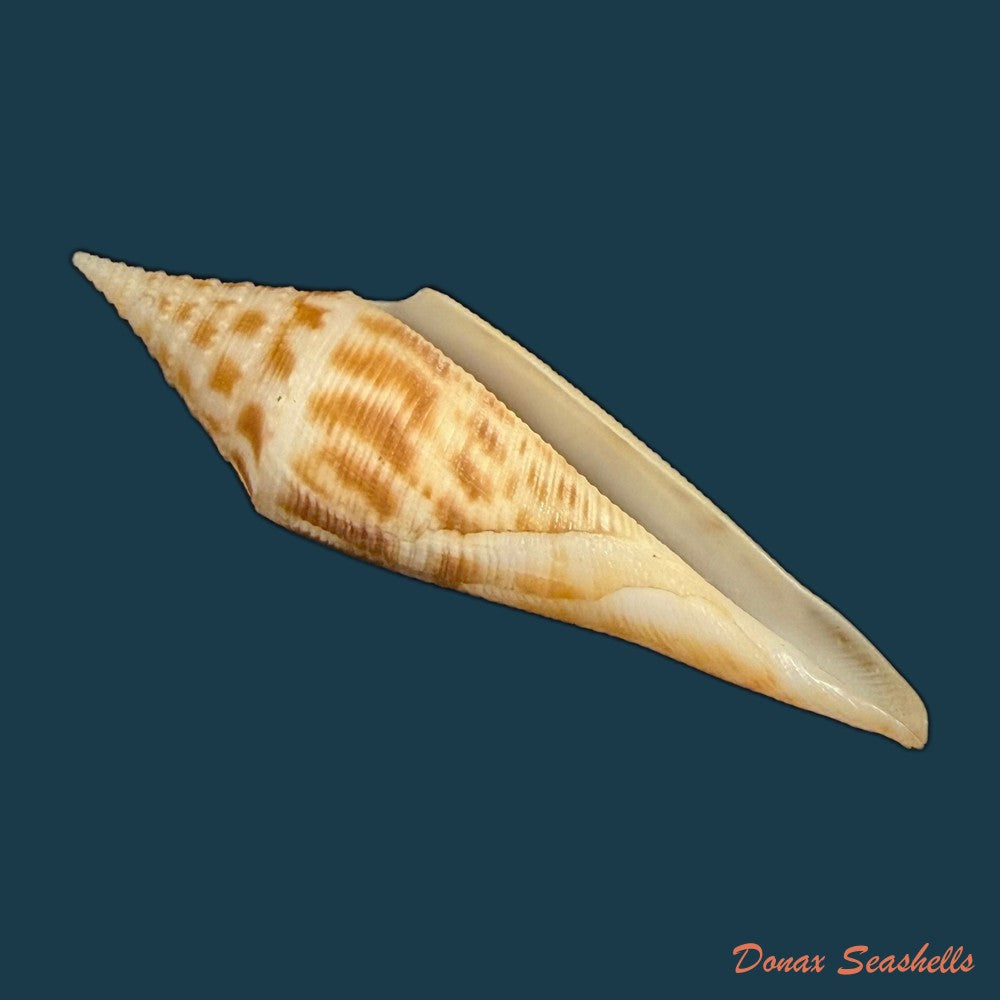 conasprella-edpetuchi-monier-l-r-beschauer-2015-56mm-copia