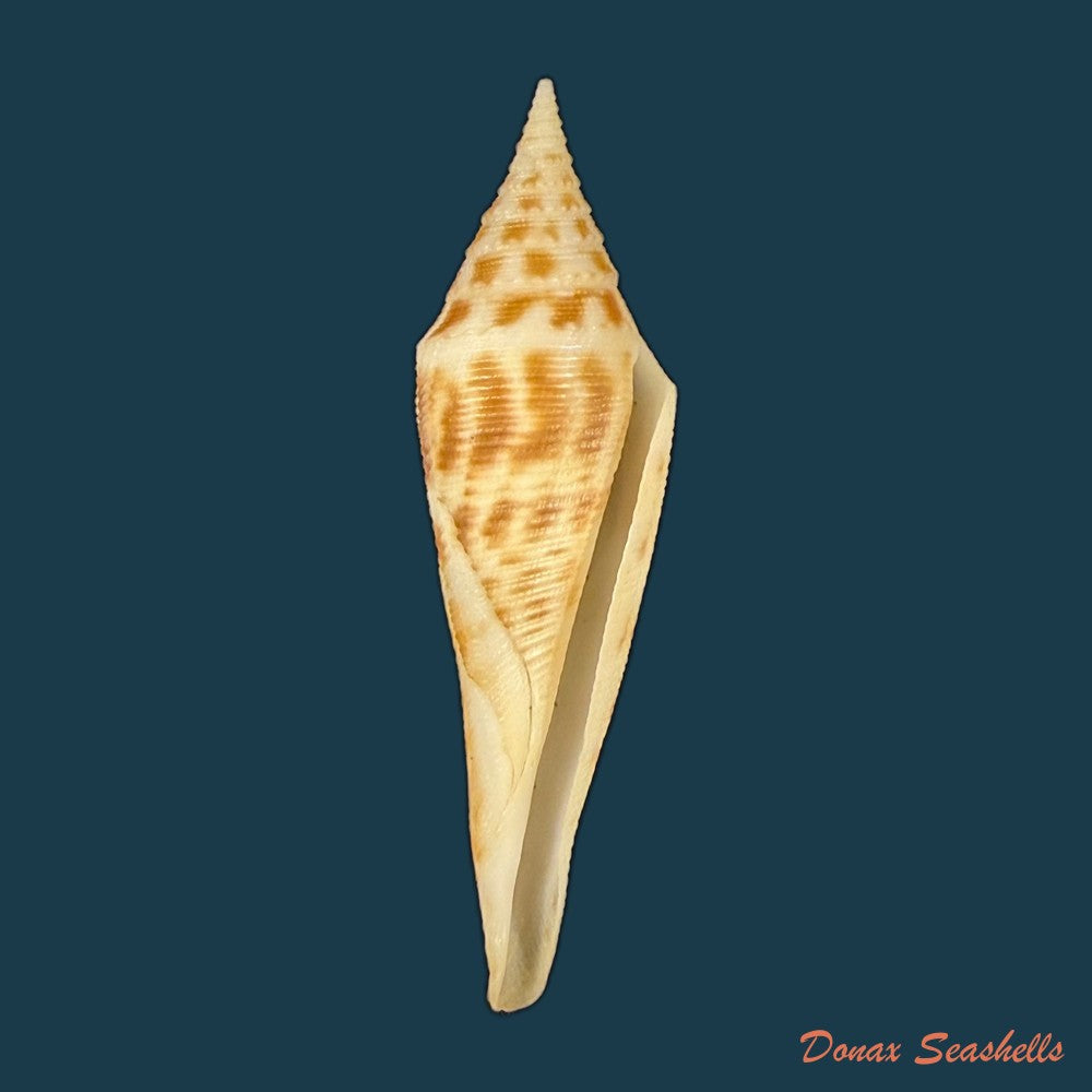 conasprella-edpetuchi-monier-l-r-beschauer-2015-56mm-copia