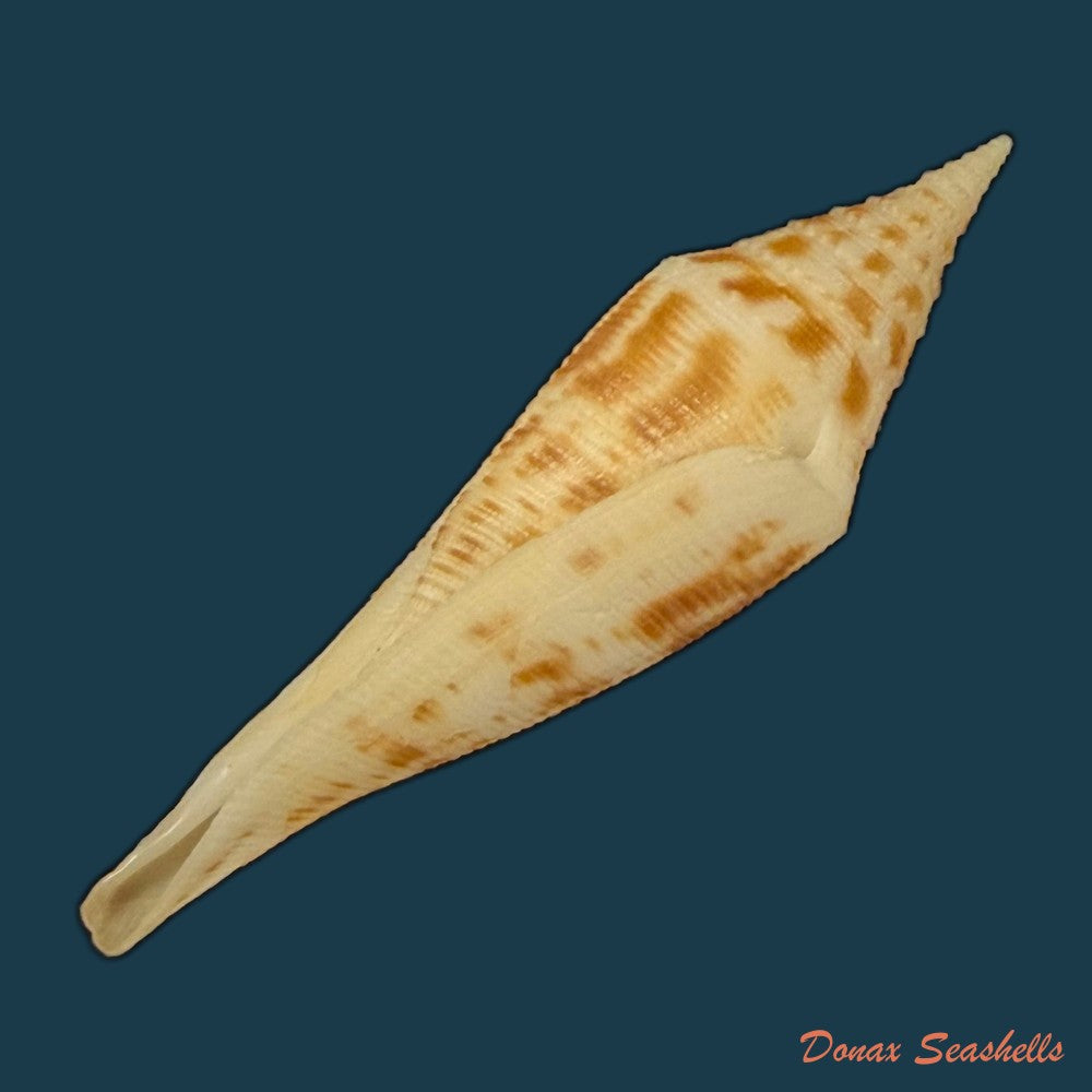 conasprella-edpetuchi-monier-l-r-beschauer-2015-56mm-copia
