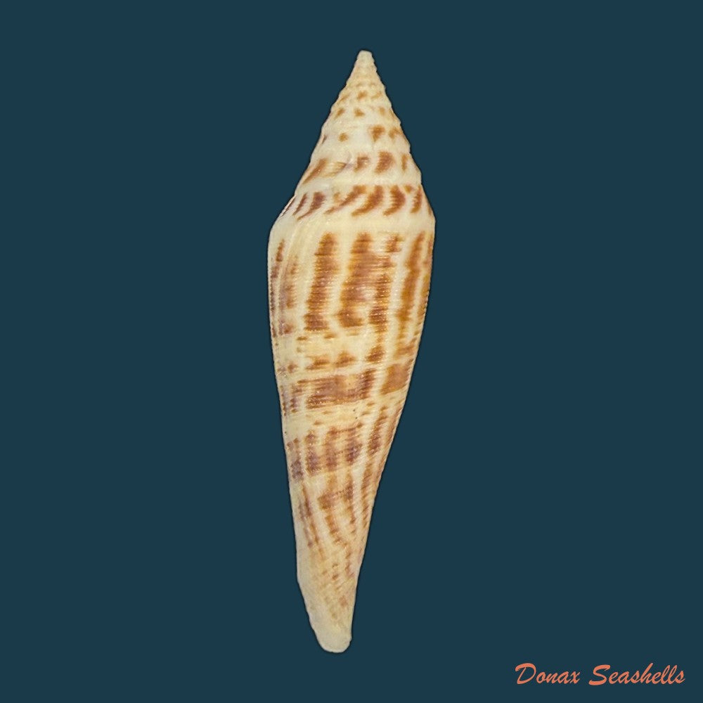 conasprella-edpetuchi-monnier-limpalaer-c-roux-berschauer-2015-53mm-copia