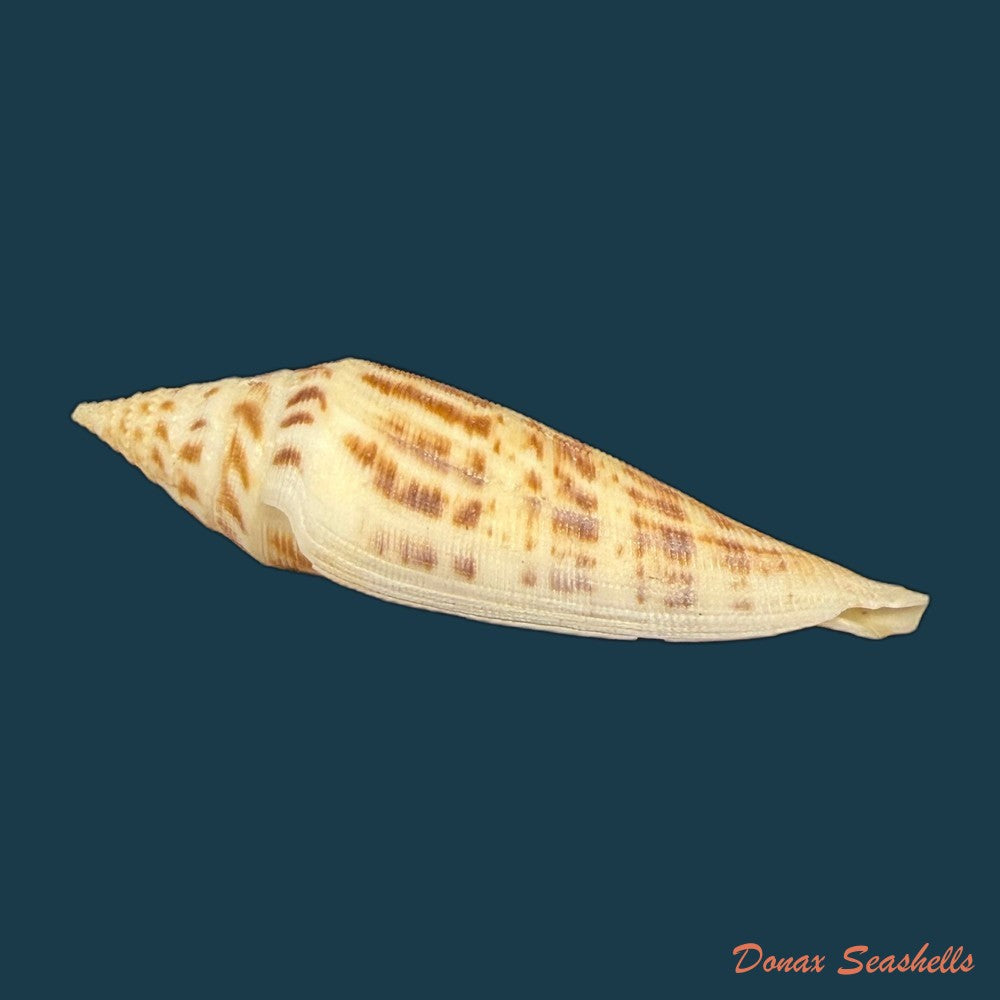 conasprella-edpetuchi-monnier-limpalaer-c-roux-berschauer-2015-53mm-copia