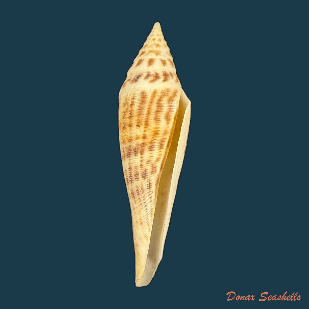 conasprella-edpetuchi-monnier-limpalaer-c-roux-berschauer-2015-53mm-copia