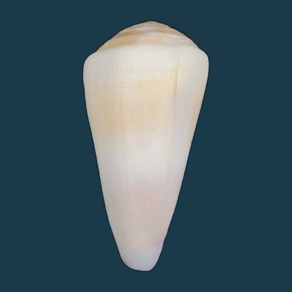 conasprella-elokismenos-kilburn-1975-58-8mm-copia
