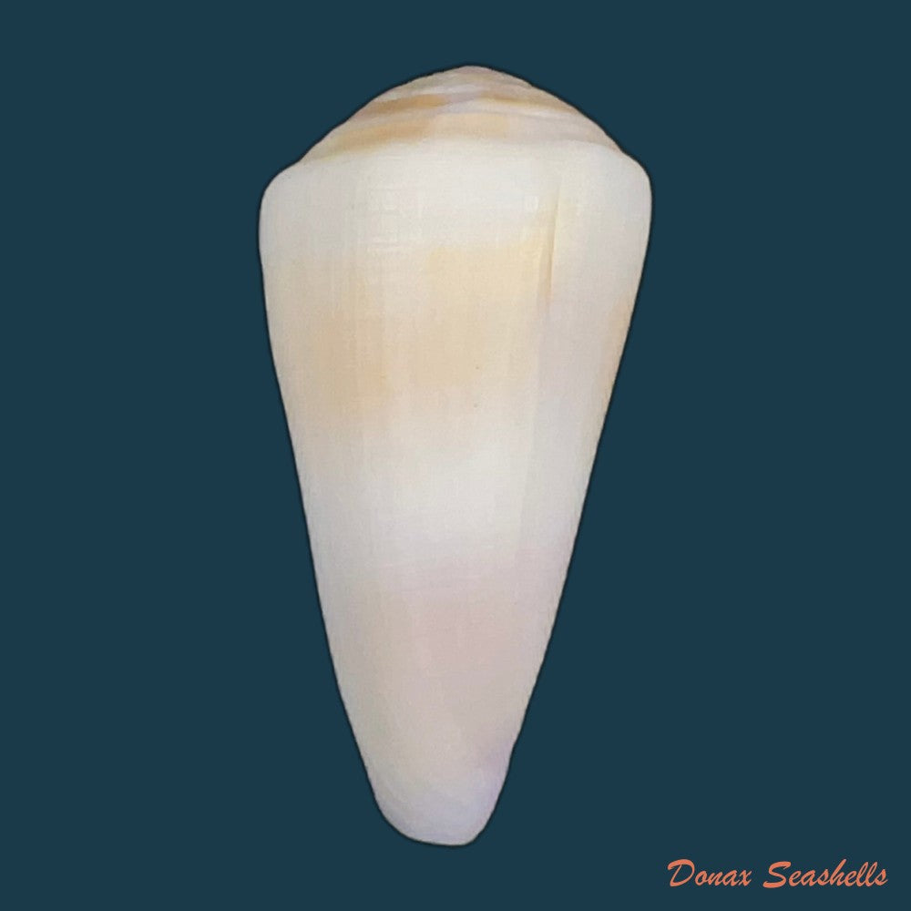 conasprella-elokismenos-kilburn-1975-58-8mm-copia