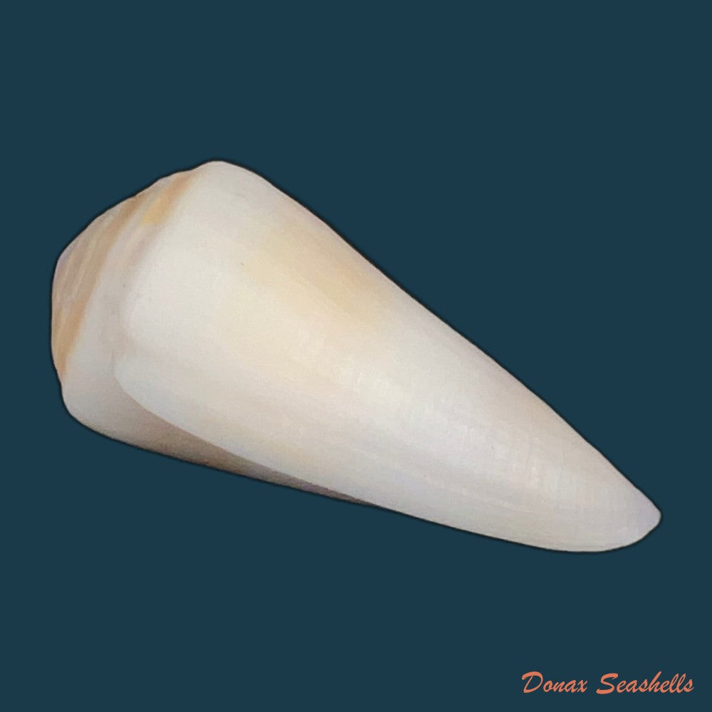 conasprella-elokismenos-kilburn-1975-58-8mm-copia