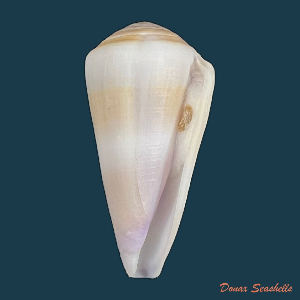 conasprella-elokismenos-kilburn-1975-58-8mm-copia