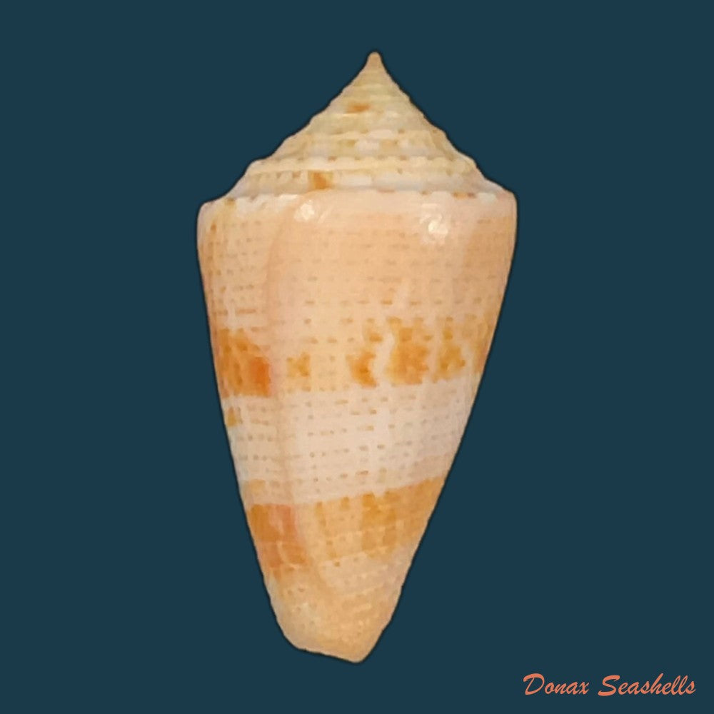 conasprella-ericmonnieri-petuch-r-f-myers-2014-31-3mm-copia