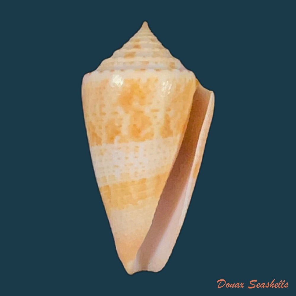 conasprella-ericmonnieri-petuch-r-f-myers-2014-31-3mm-copia