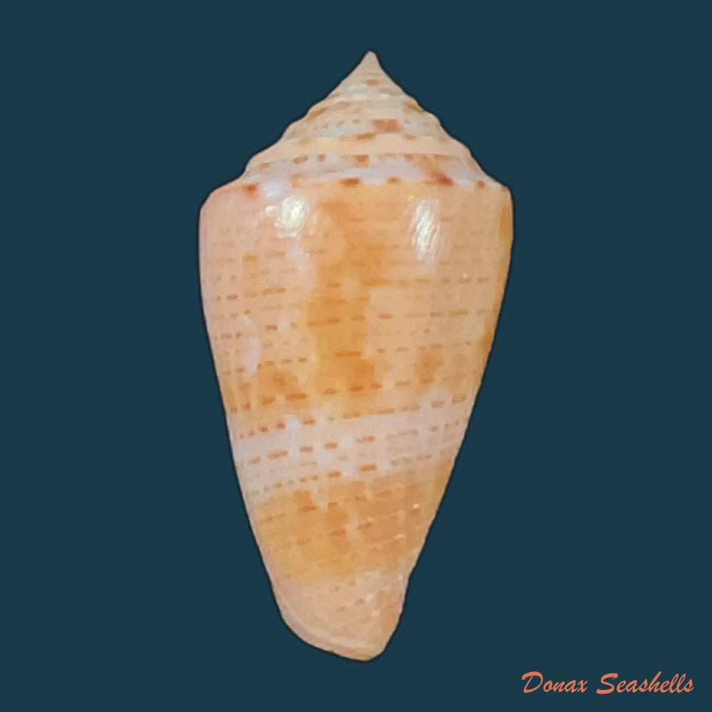conasprella-ericmonnieri-petuch-r-f-myers-2014-31-4mm-copia
