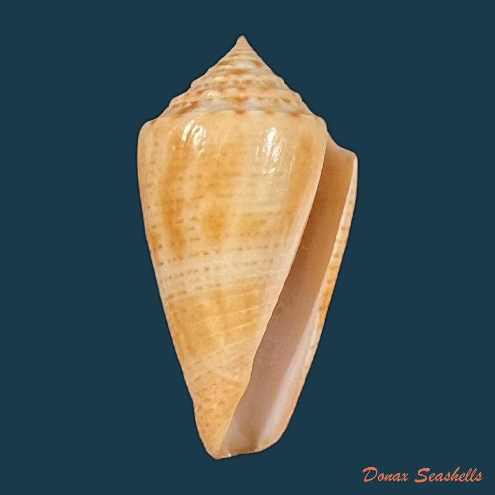 conasprella-ericmonnieri-petuch-r-f-myers-2014-31-4mm-copia