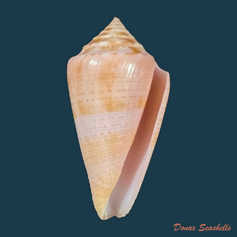 conasprella-ericmonnieri-petuch-r-f-myers-2014-32-7mm-copia
