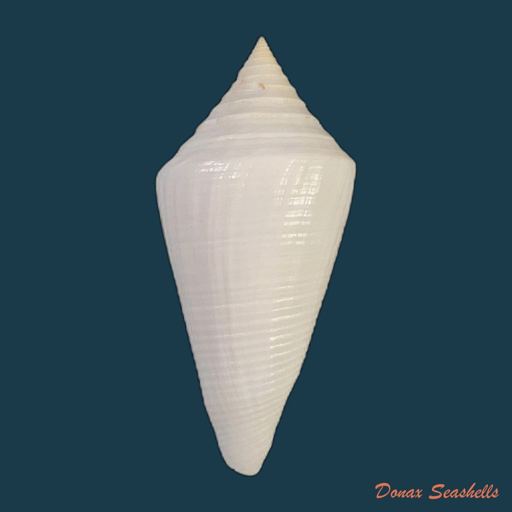 conasprella-ericmonnieri-petuch-r-f-myers-2014-32-9mm-copia-1