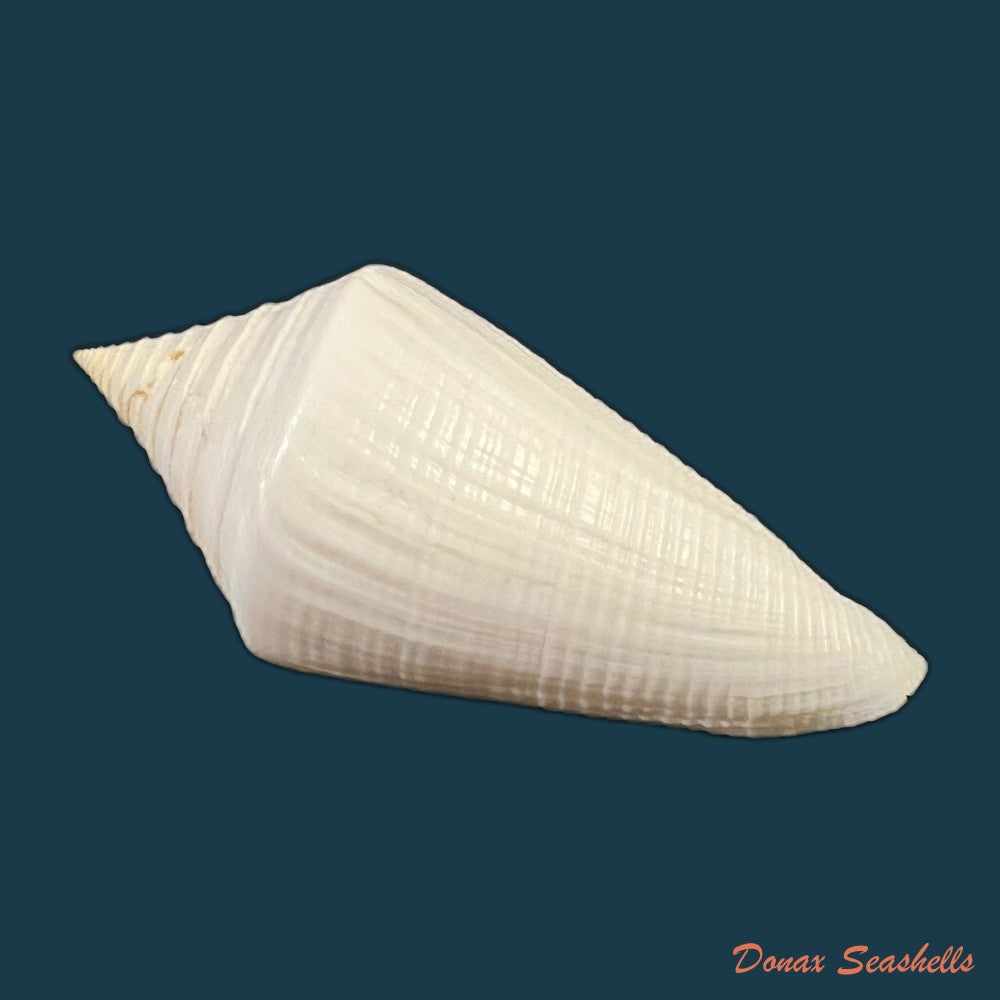 conasprella-ericmonnieri-petuch-r-f-myers-2014-32-9mm-copia-1