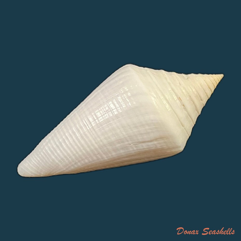 conasprella-ericmonnieri-petuch-r-f-myers-2014-32-9mm-copia-1
