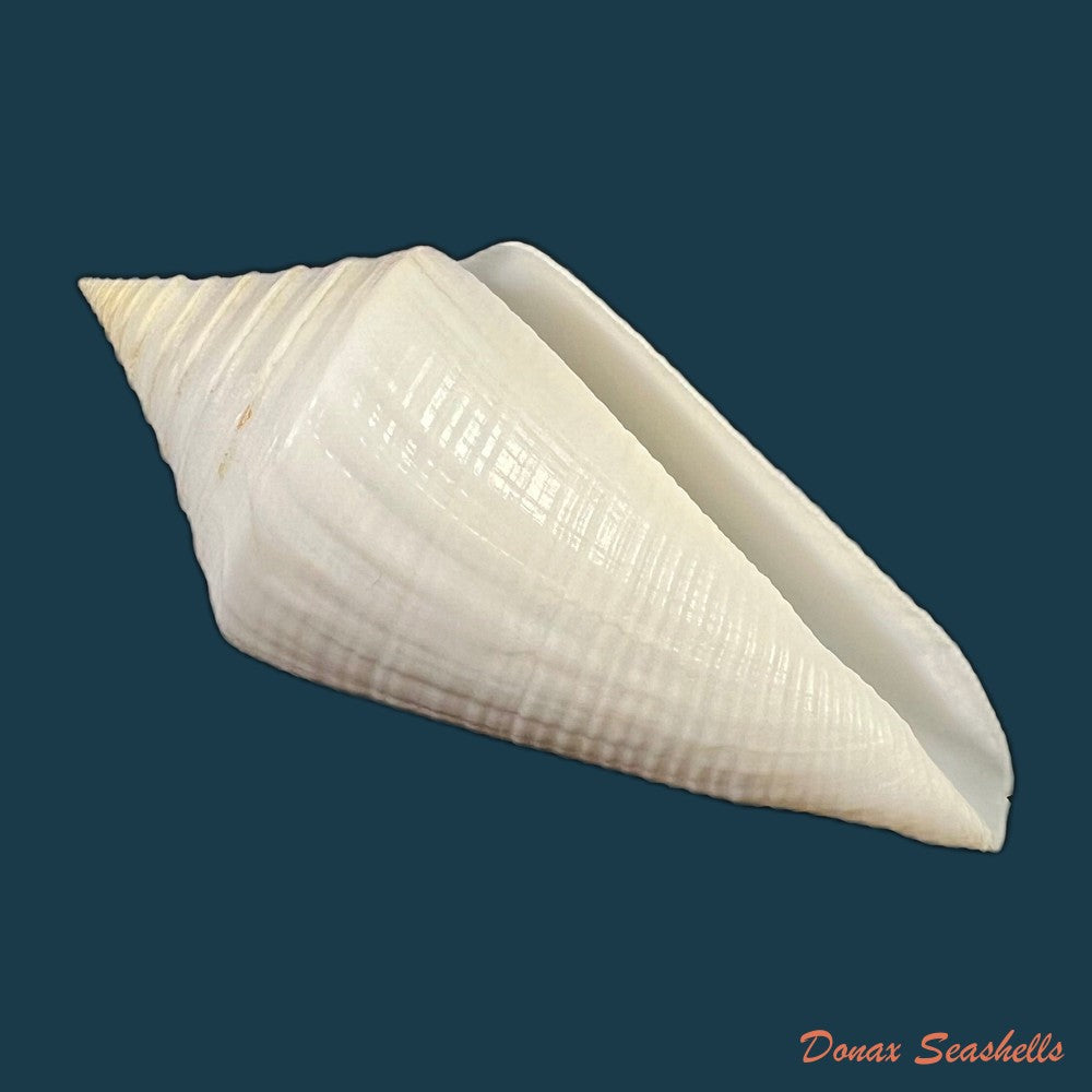 conasprella-ericmonnieri-petuch-r-f-myers-2014-32-9mm-copia-1
