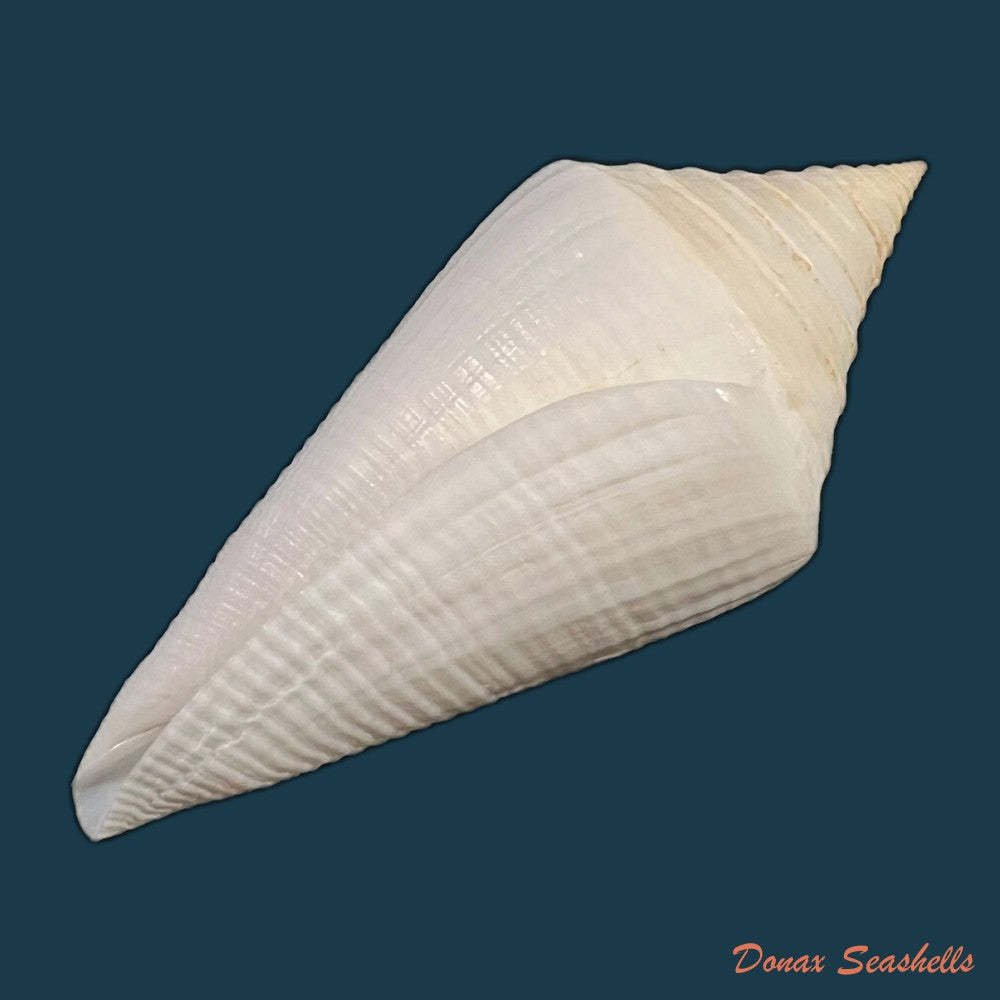 conasprella-ericmonnieri-petuch-r-f-myers-2014-32-9mm-copia-1