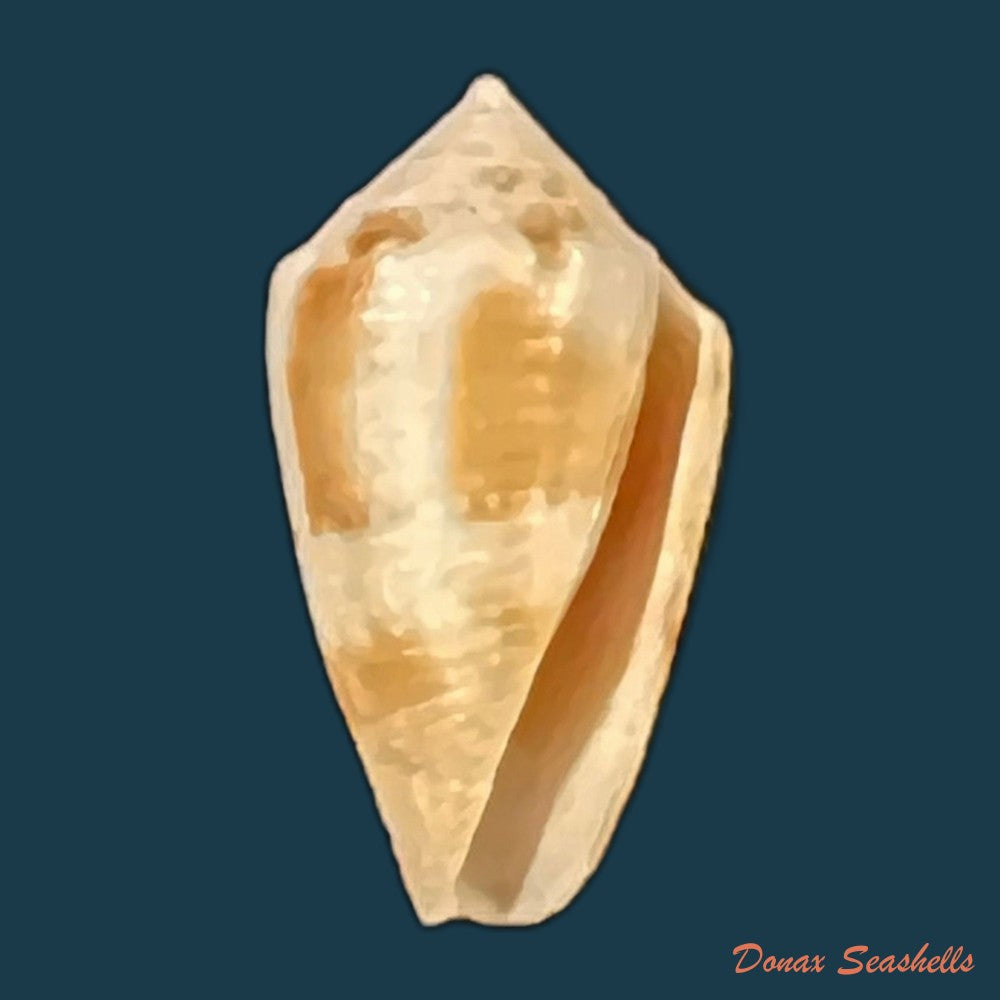 conasprella-ericmonnieri-petuch-r-f-myers-2014-32-9mm-copia