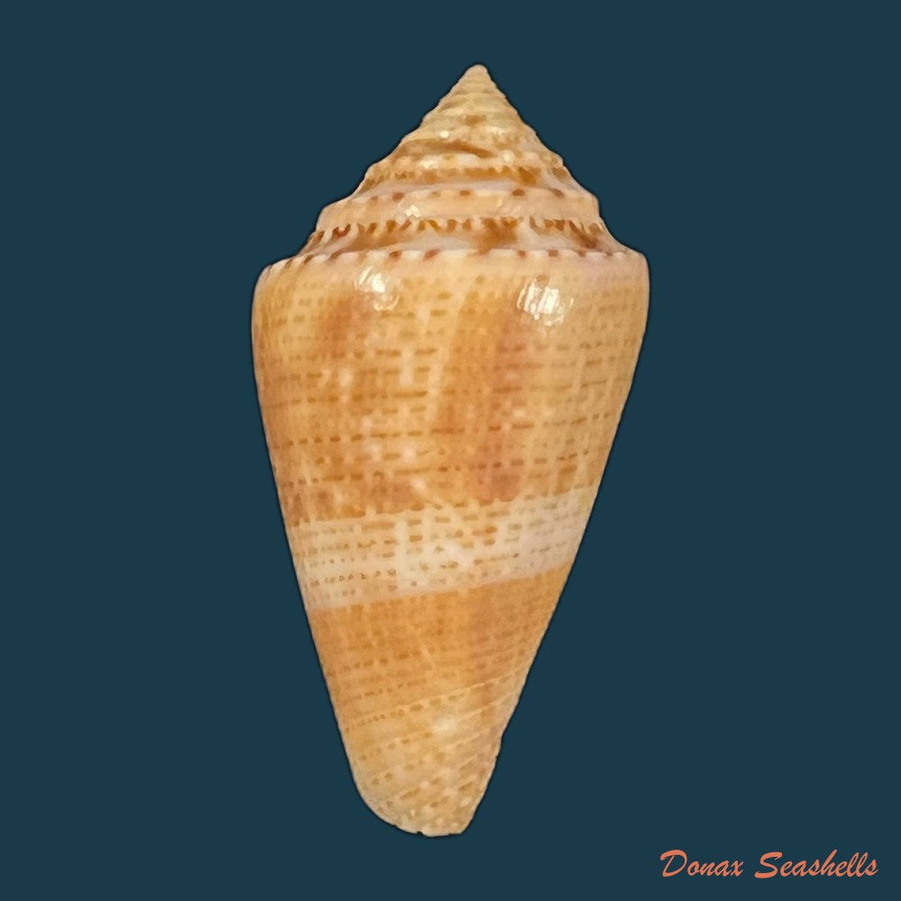 conasprella-ericmonnieri-petuch-r-f-myers-2014-33-2mm-copia-1