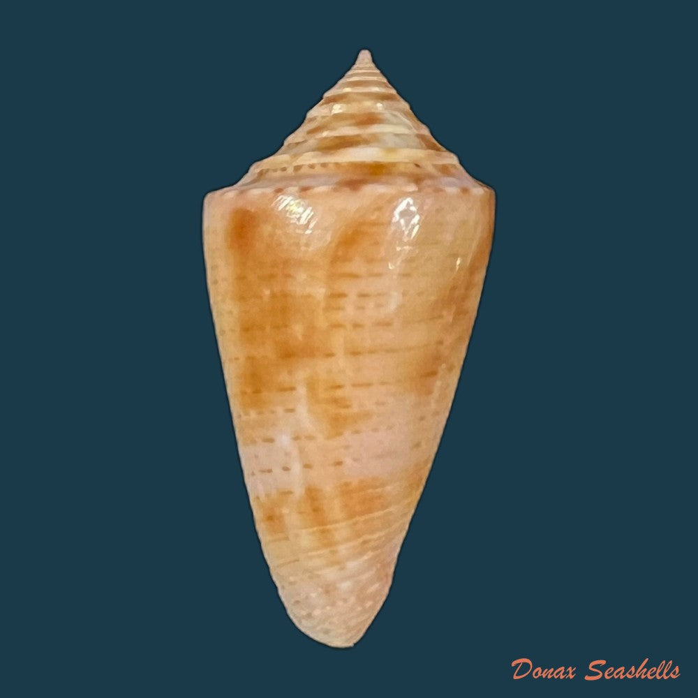 conasprella-ericmonnieri-petuch-r-f-myers-2014-33-5mm-copia