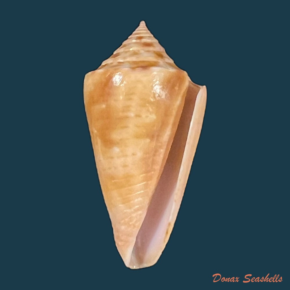 conasprella-ericmonnieri-petuch-r-f-myers-2014-33-5mm-copia