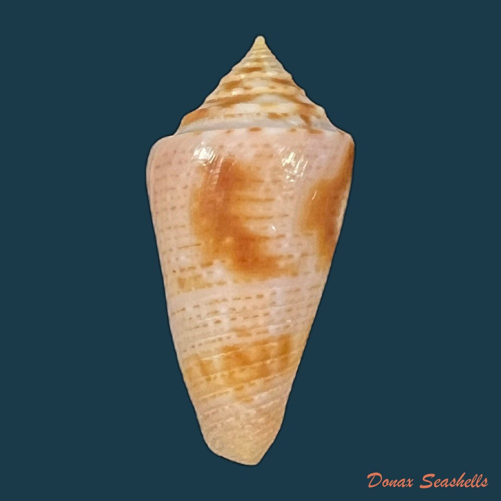 conasprella-ericmonnieri-petuch-r-f-myers-2014-34-9mm-copia